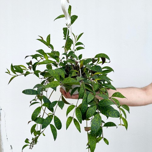 Aeschynanthus Marmoratus Eszynathus Marmurkowy P15 wisząca #1