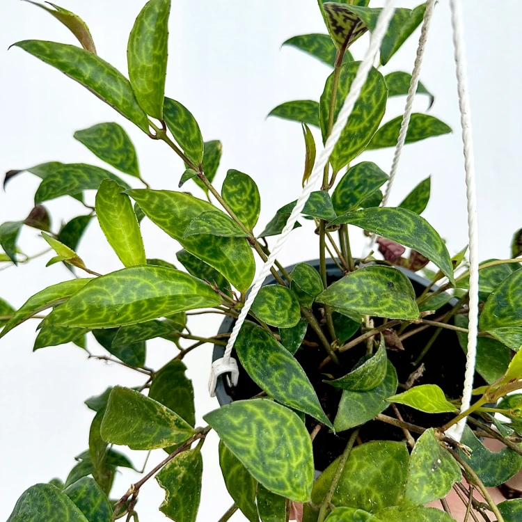Aeschynanthus Marmoratus Eszynathus Marmurkowy P15 wisząca #2