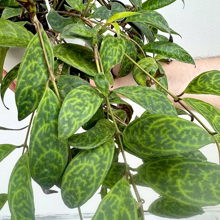 Aeschynanthus Marmoratus Eszynathus Marmurkowy P15 wisząca #3
