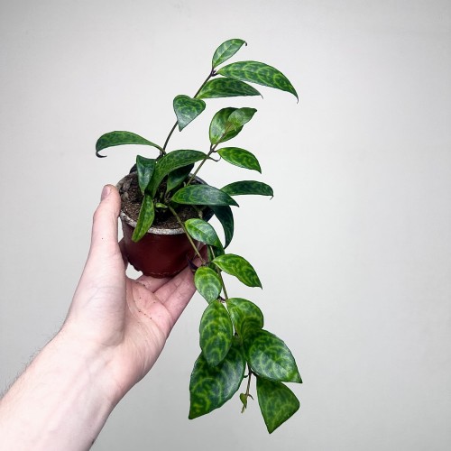 Aeschynanthus Marmoratus Eszynathus Marmurkowy P9 #1