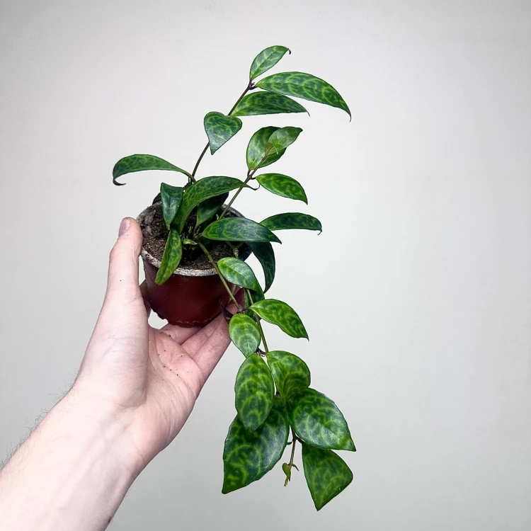 Aeschynanthus Marmoratus Eszynathus Marmurkowy P9 #1