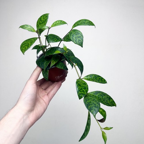 Aeschynanthus Marmoratus Eszynathus Marmurkowy P9 #2