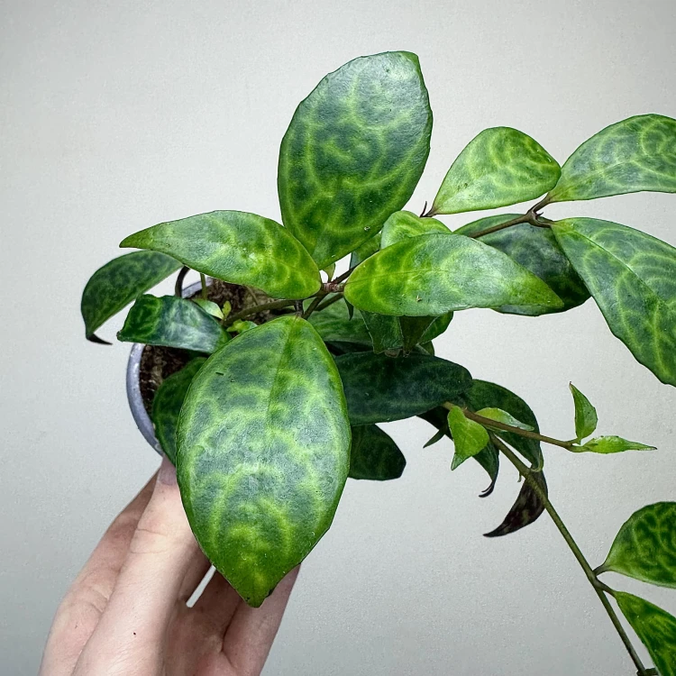 Aeschynanthus Marmoratus Eszynathus Marmurkowy P9 #4