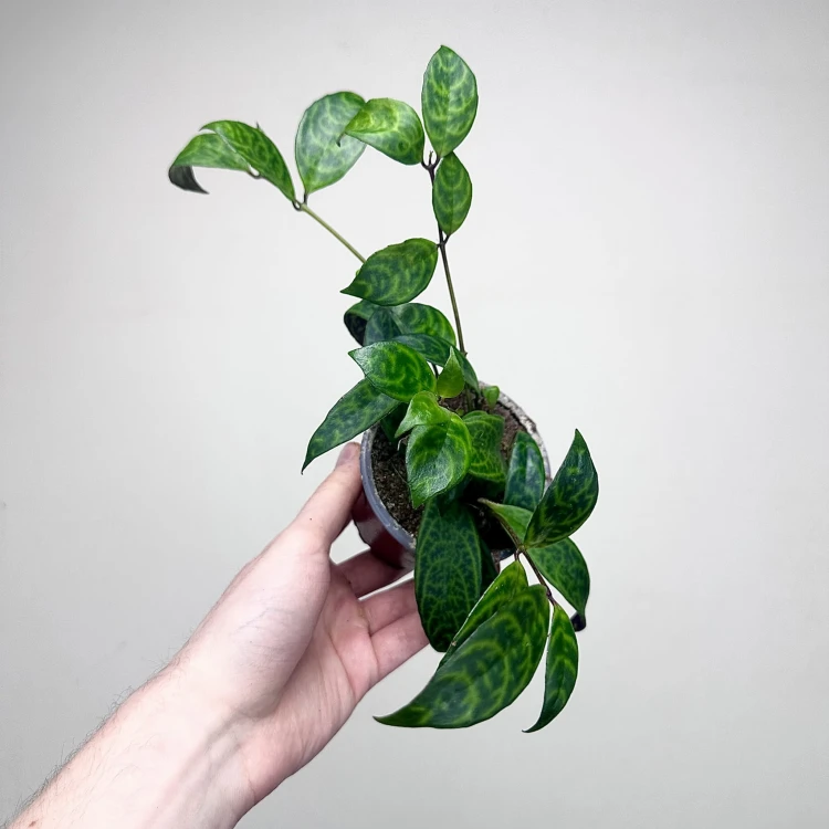 Aeschynanthus Marmoratus Eszynathus Marmurkowy P9 #5