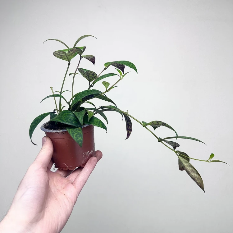 Aeschynanthus Marmoratus Eszynathus Marmurkowy P9 #6
