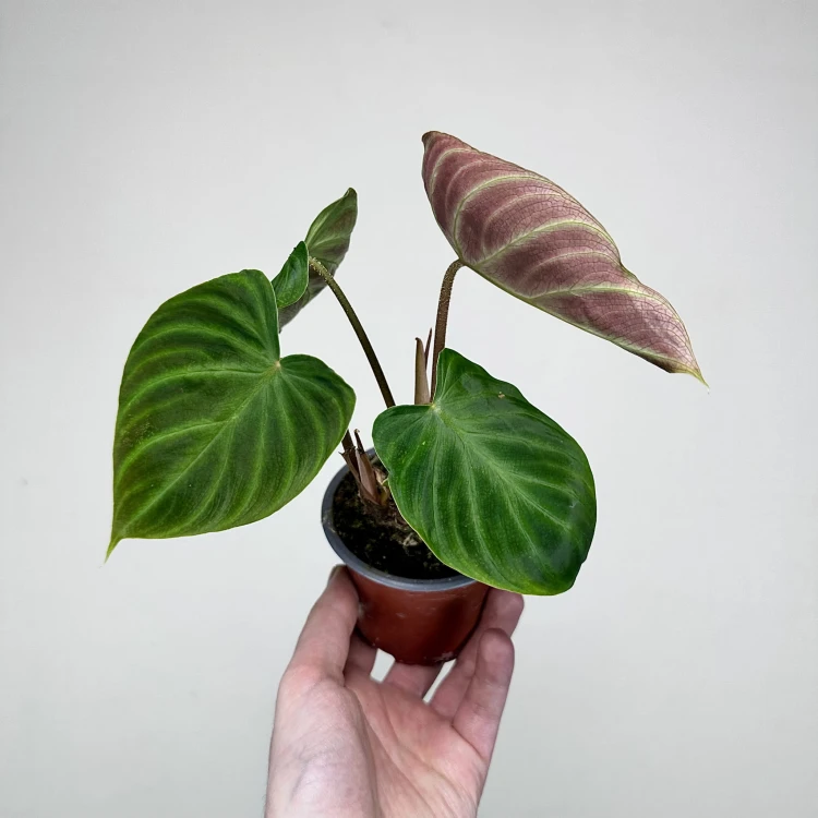 Philodendron Verrucosum Incensi Filodendron P9 #1