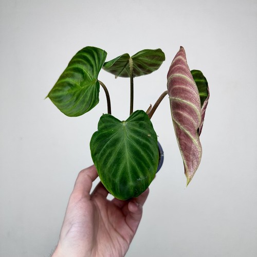 Philodendron Verrucosum Incensi Filodendron P9 #2