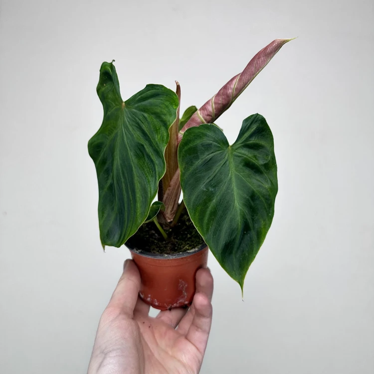 Philodendron Verrucosum Incensi Filodendron P9 #3