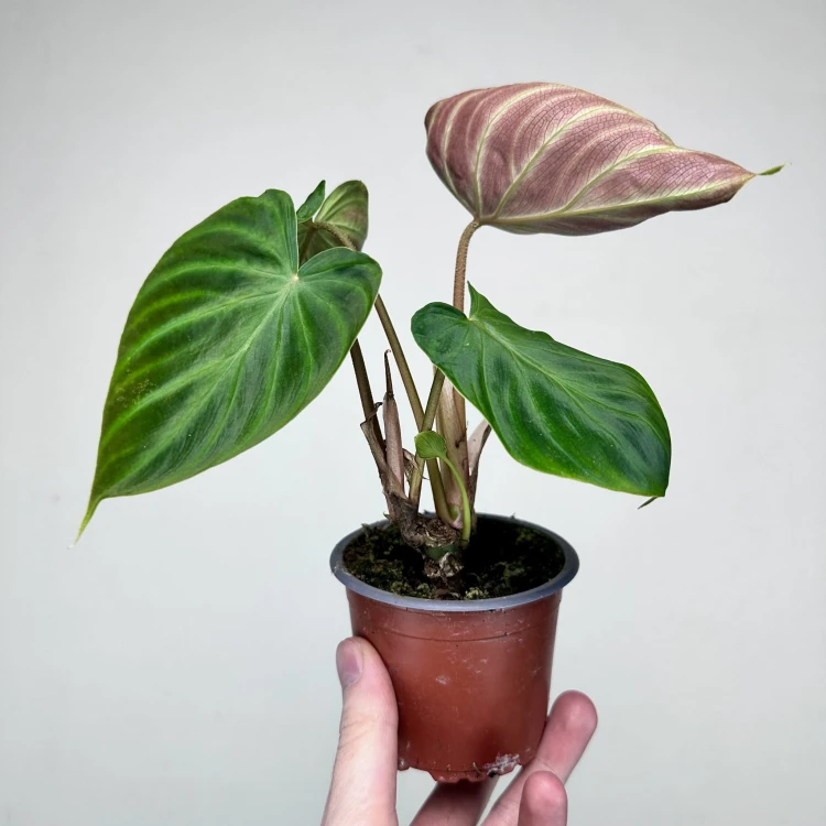 Philodendron Verrucosum Incensi Filodendron P9 #4