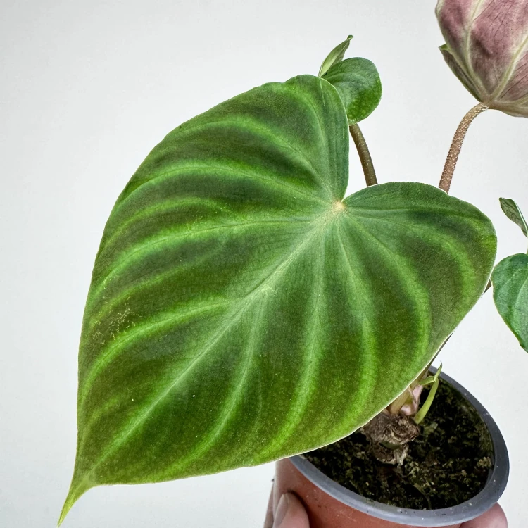 Philodendron Verrucosum Incensi Filodendron P9 #5
