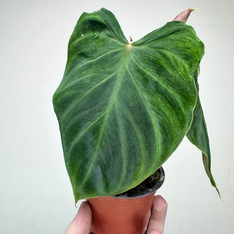 Philodendron Verrucosum Incensi Filodendron P9 #6