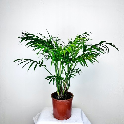 Chamedora Palma Koralowa Chamaedorea Elegans XL #1