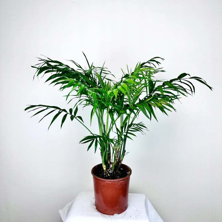 Chamedora Palma Koralowa Chamaedorea Elegans XL #1