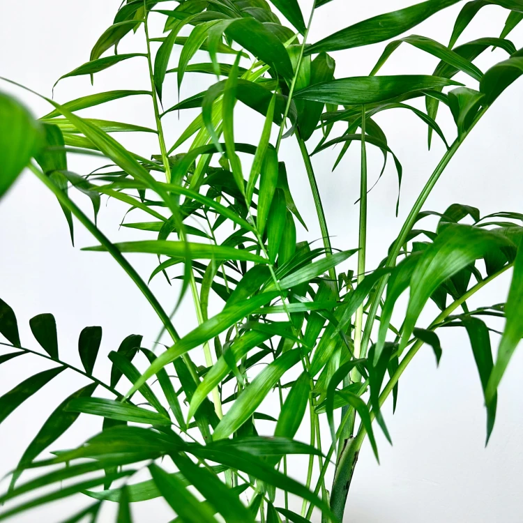 Chamedora Palma Koralowa Chamaedorea Elegans XL #2