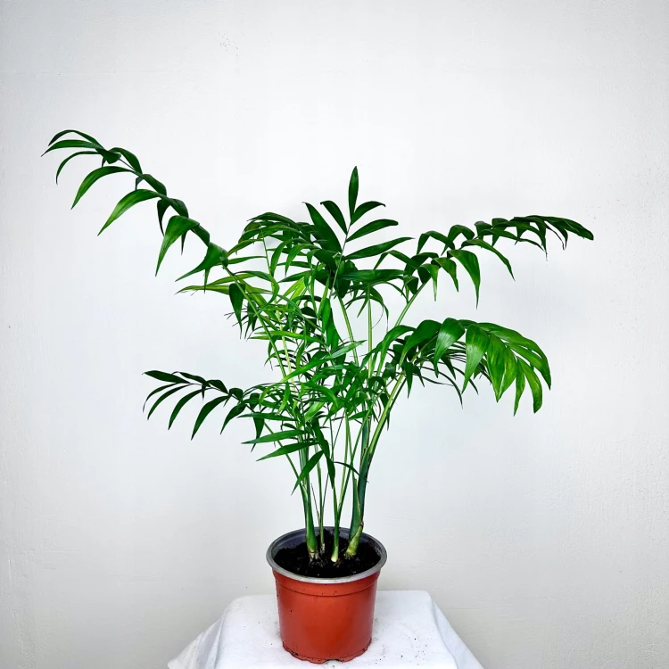 Chamedora Palma Koralowa Chamaedorea Elegans XL #3