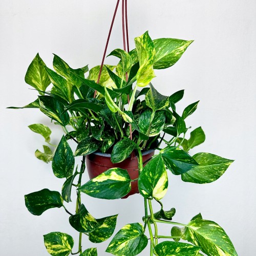 Epipremnum pinnatum Hicolor P17 wisząca #1