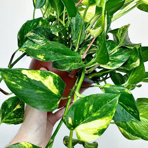Epipremnum pinnatum Hicolor P17 wisząca #2