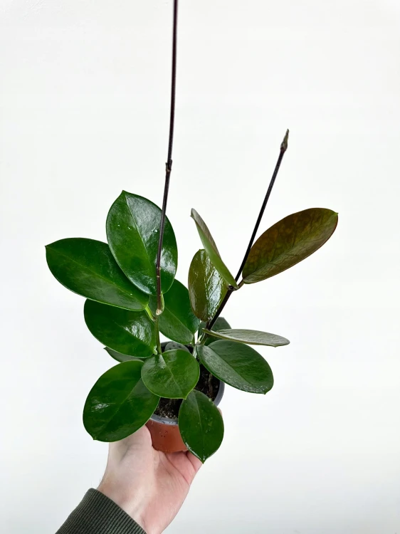Hoya Australis Hoja P9 #1