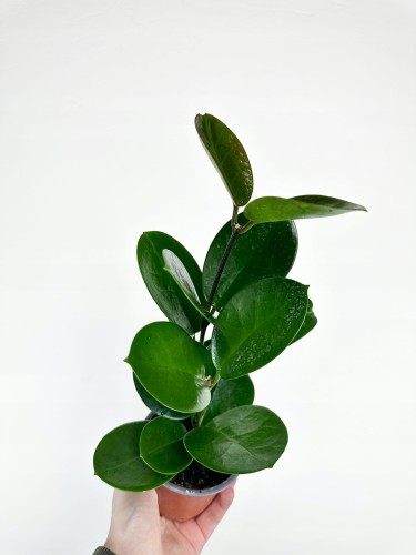 Hoya Australis Hoja P9 #2
