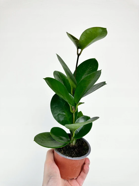 Hoya Australis Hoja P9 #3