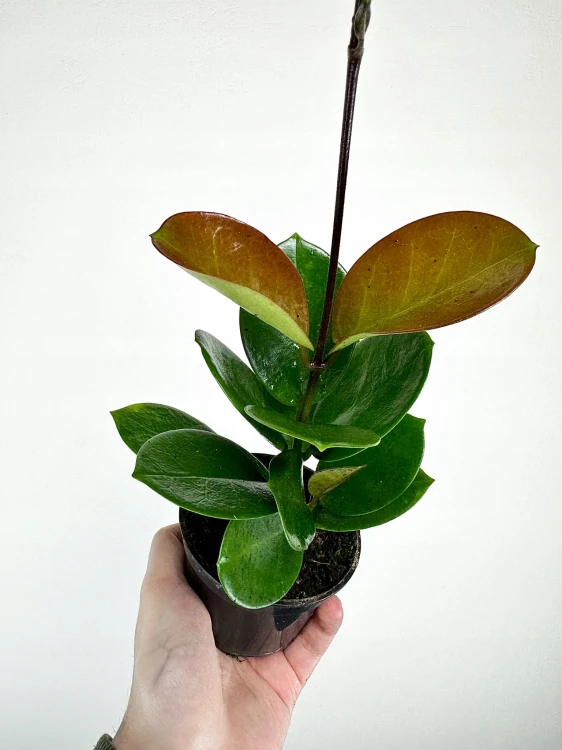 Hoya Australis Hoja P9 #4