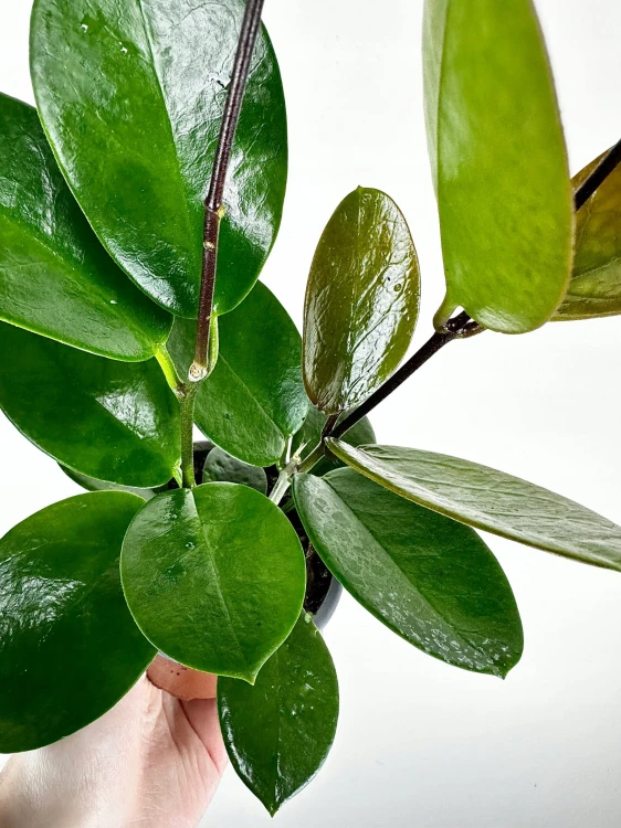 Hoya Australis Hoja P9 #5