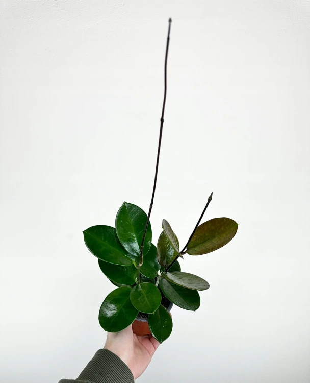 Hoya Australis Hoja P9 #6