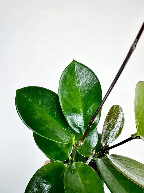 Hoya Australis Hoja P9 #7