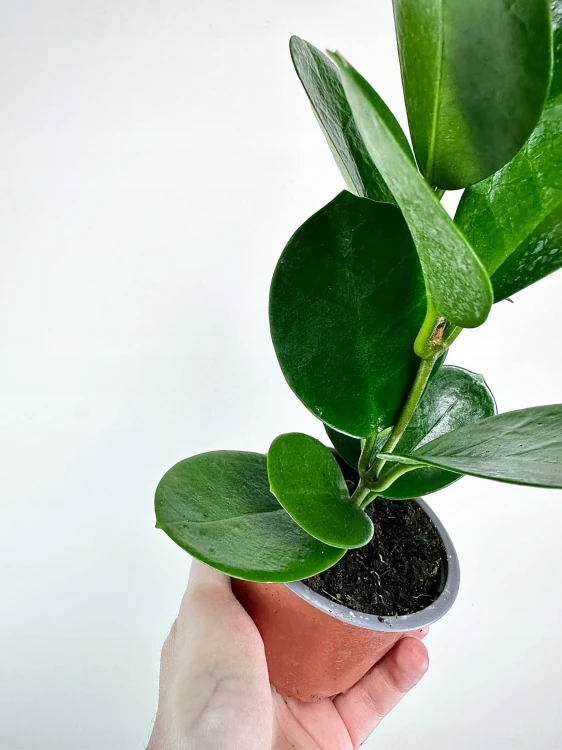 Hoya Australis Hoja P9 #8