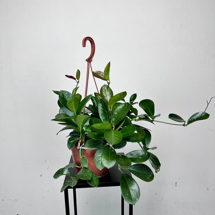 Hoya Australis Hoja P19 wisząca #1