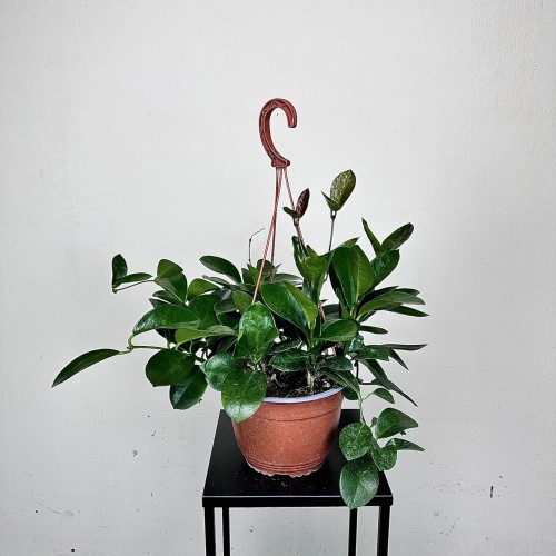 Hoya Australis Hoja P19 wisząca #2
