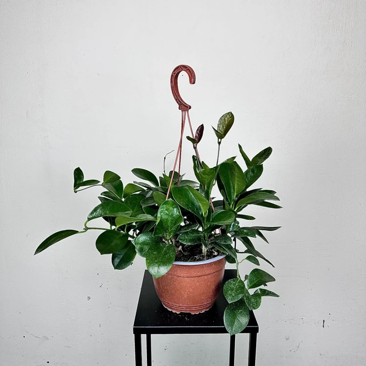 Hoya Australis Hoja P19 wisząca #2