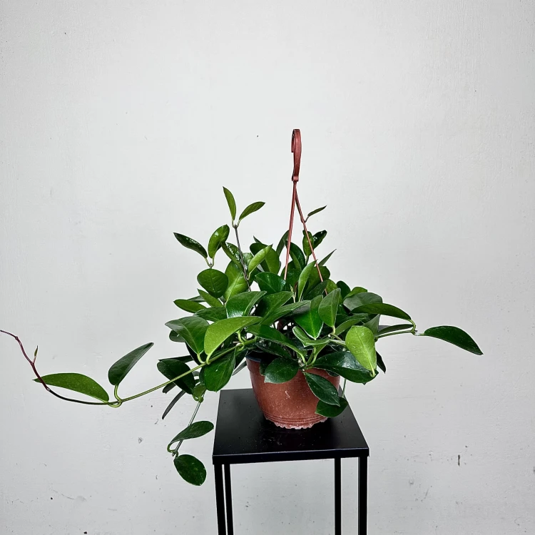 Hoya Australis Hoja P19 wisząca #3