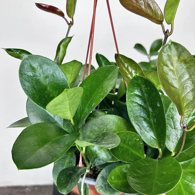 Hoya Australis Hoja P19 wisząca #4