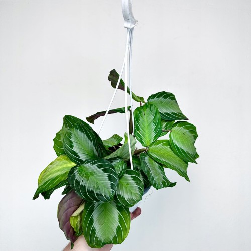 Maranta leuconeura Silver Band P15 wisząca #1
