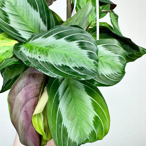 Maranta leuconeura Silver Band P15 wisząca #2