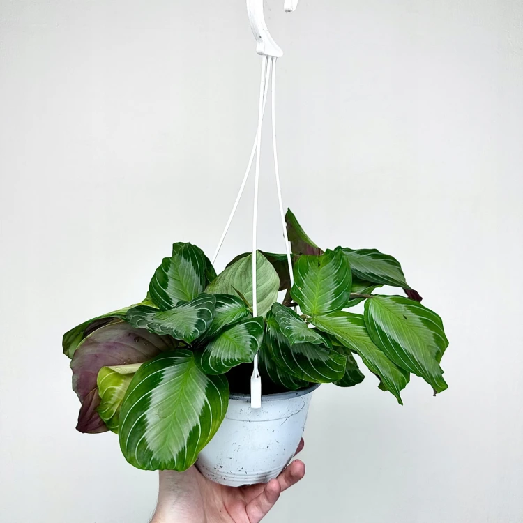 Maranta leuconeura Silver Band P15 wisząca #3