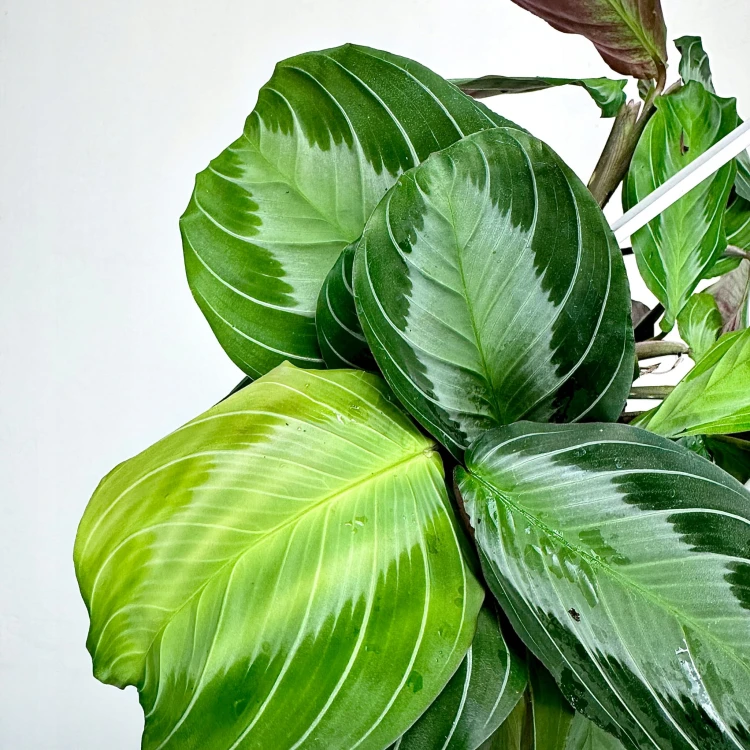 Maranta leuconeura Silver Band P15 wisząca #4