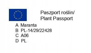 Maranta leuconeura Silver Band P15 wisząca #5