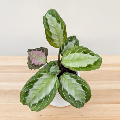 Maranta leuconeura Silver Band P9 #1
