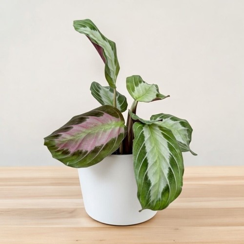 Maranta leuconeura Silver Band P9 #2