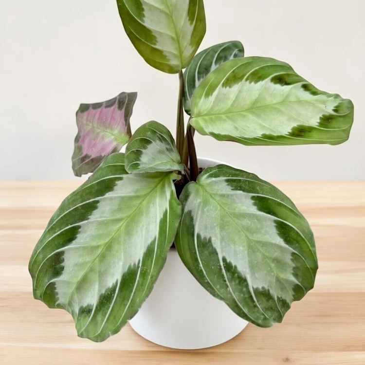 Maranta leuconeura Silver Band P9 #4