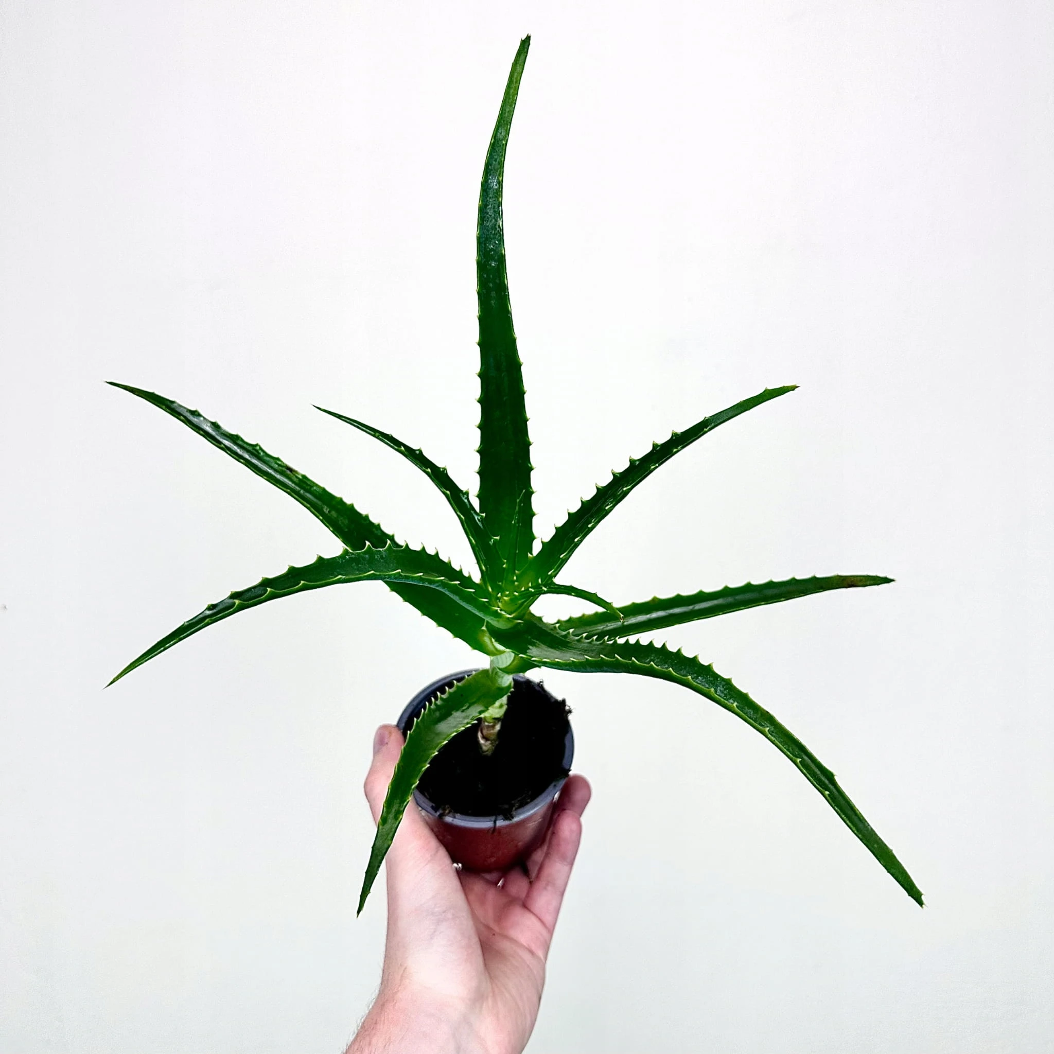 aloe gel for lube Aloe Glide® Vaginal Lubricant | Natural Aloe Vera Lube