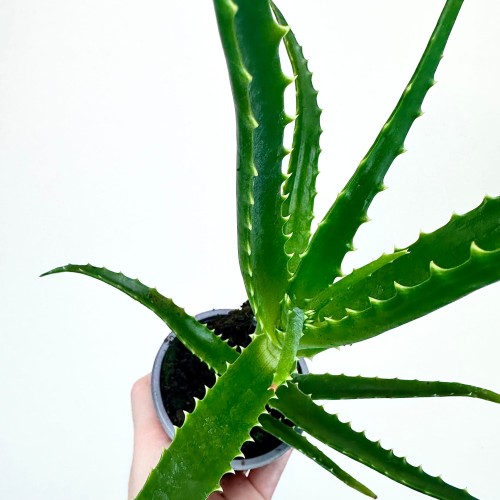 Aloes Drzewiasty leczniczy Aloe P9 #2