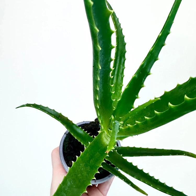 Aloes Drzewiasty leczniczy Aloe P9 #2