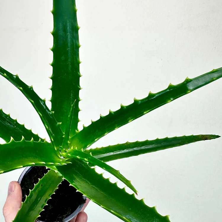 aloe vera barbadensis miller erkennen ALOE VERA 6in main image 0