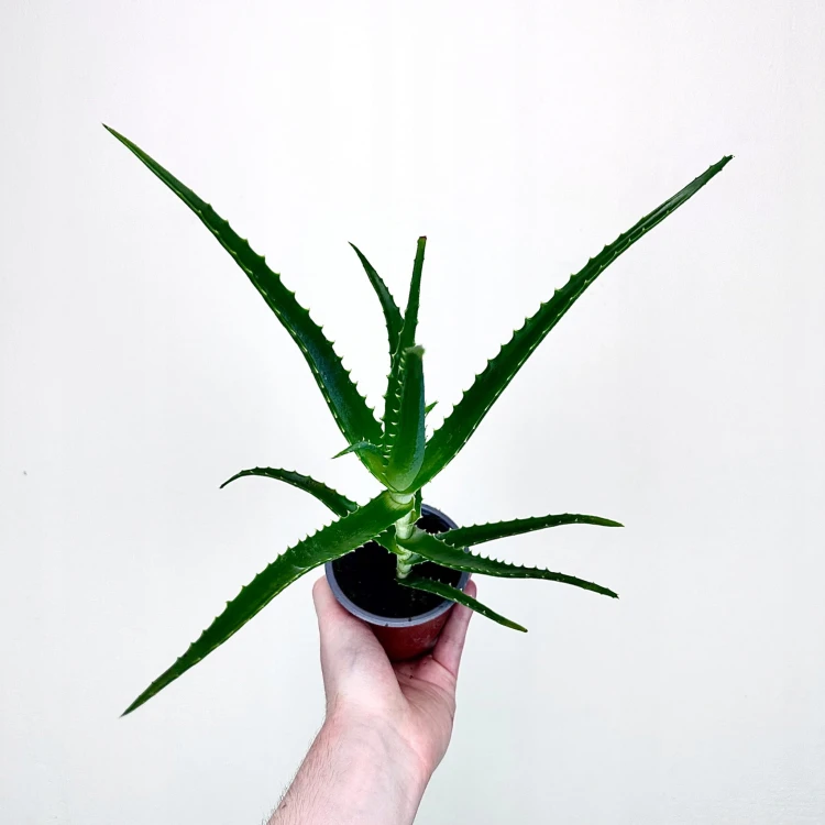 Aloes Drzewiasty leczniczy Aloe P9 #4