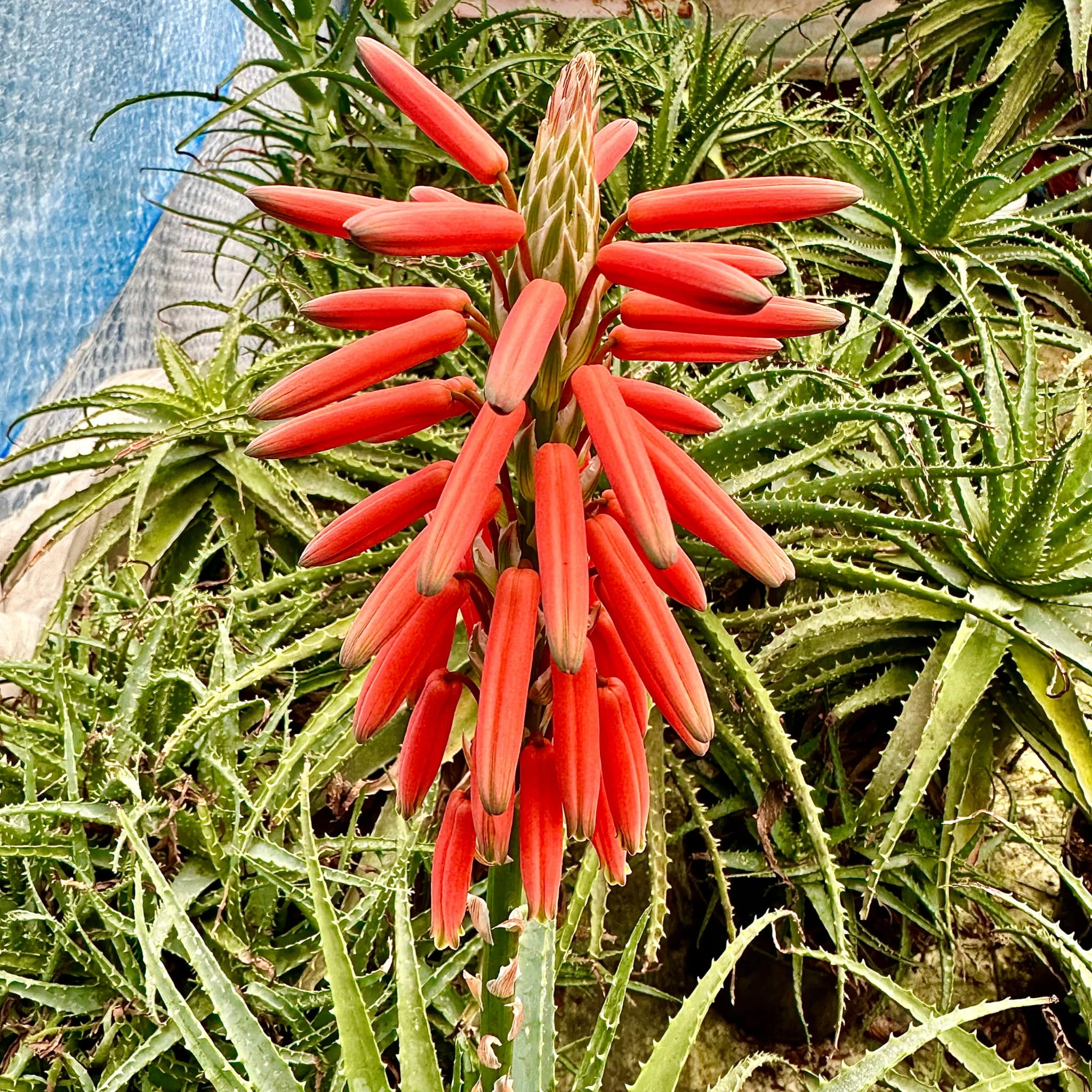 Aloes Drzewiasty leczniczy Aloe P9 - ReplinKwiaty