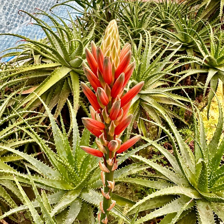 Aloes Drzewiasty leczniczy Aloe P9 - ReplinKwiaty