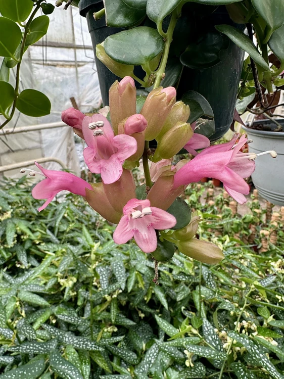 Aeschynanthus Pink Polka Eszynanthus P9 #6